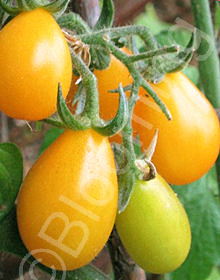 Solanum lycopersicum 'Yellow Pear'